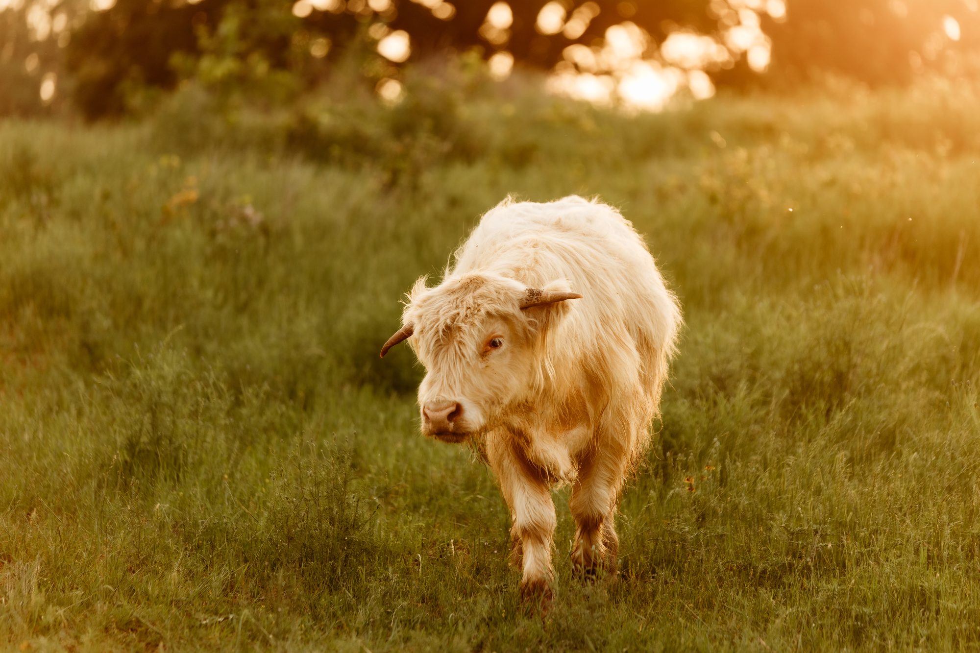 Biscuit the mini Scottish Highland