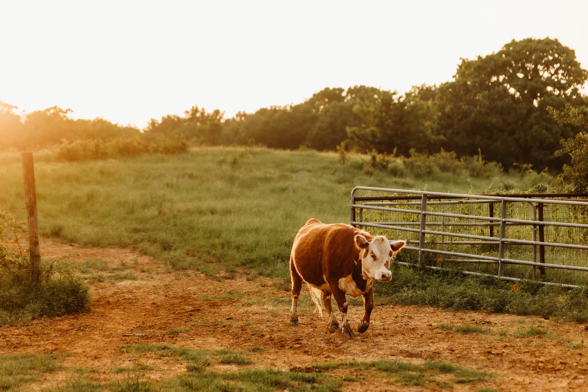 Daisy the Highland cow