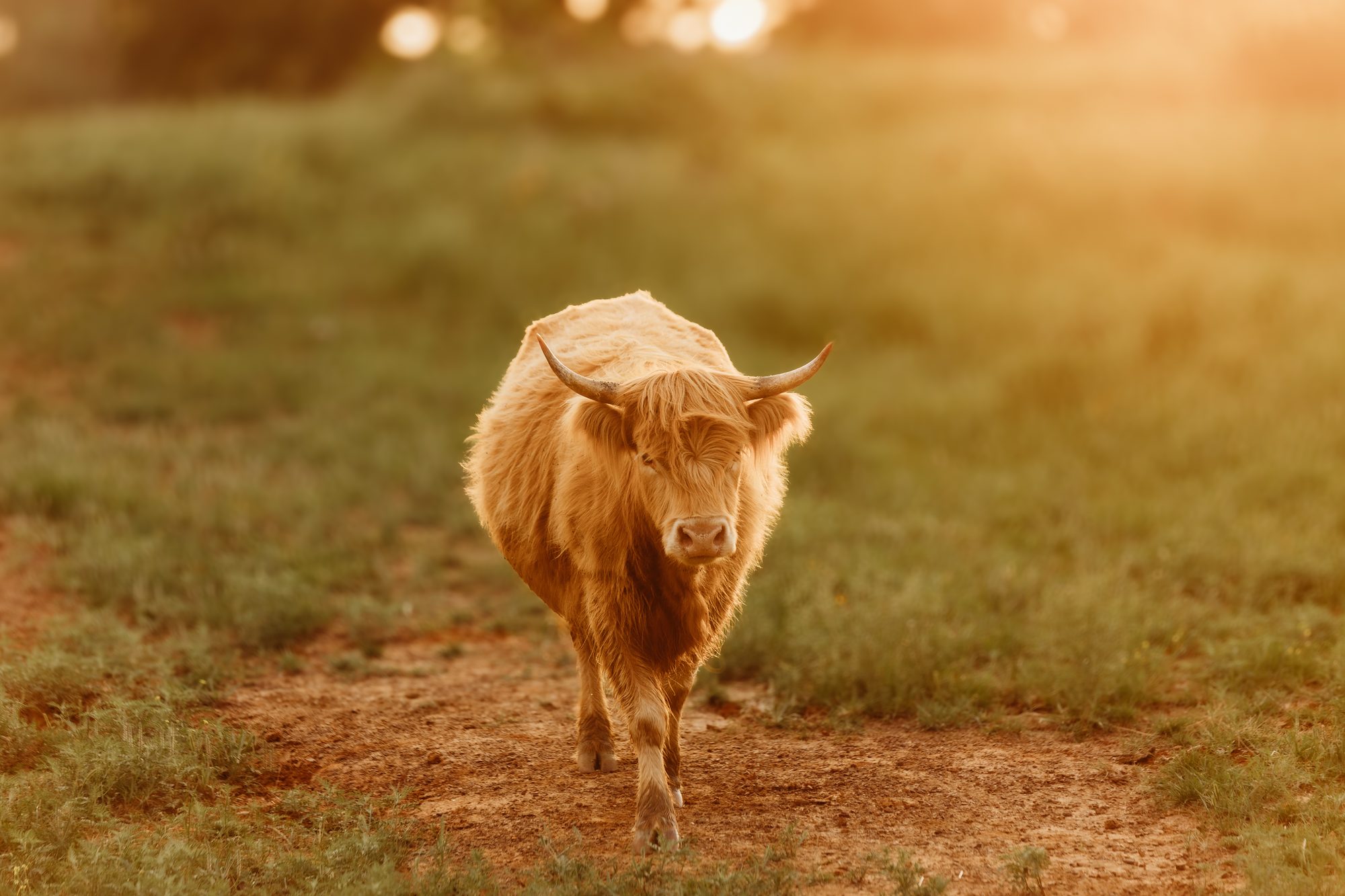 Hazel the Highland cow