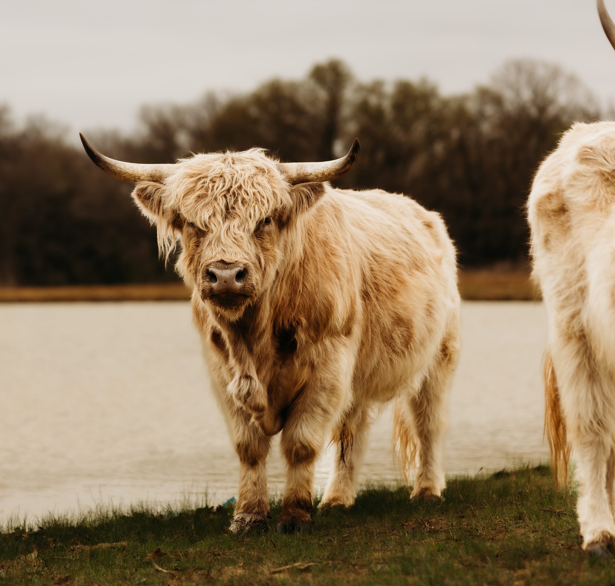 Maverick the Highland cow