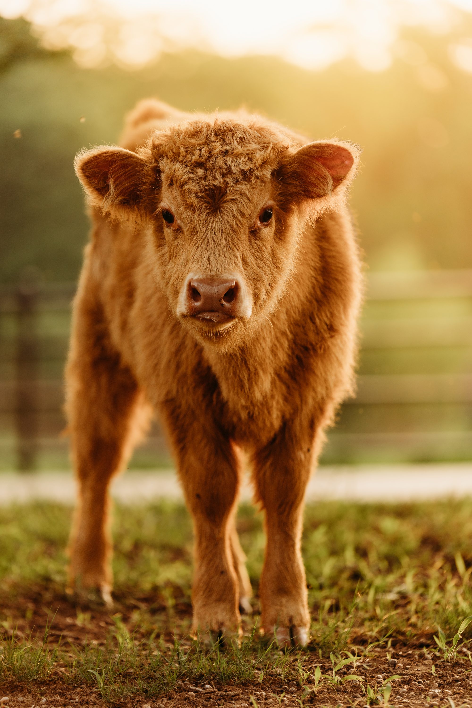 Penny the Highland cow