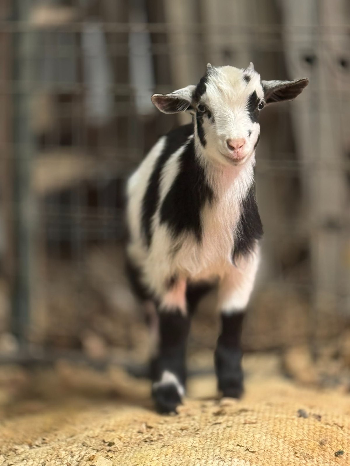 Baby goats from the petting zoo