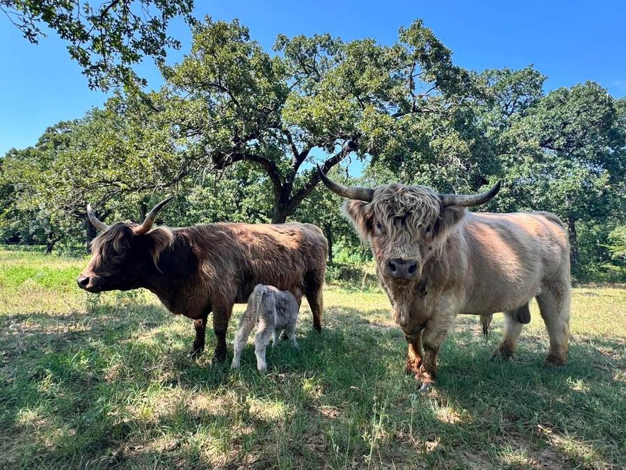 Highland cows grazing under oak trees at the ranch
