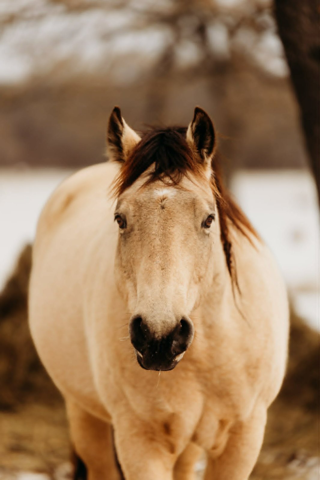 One of our horses on the ranch
