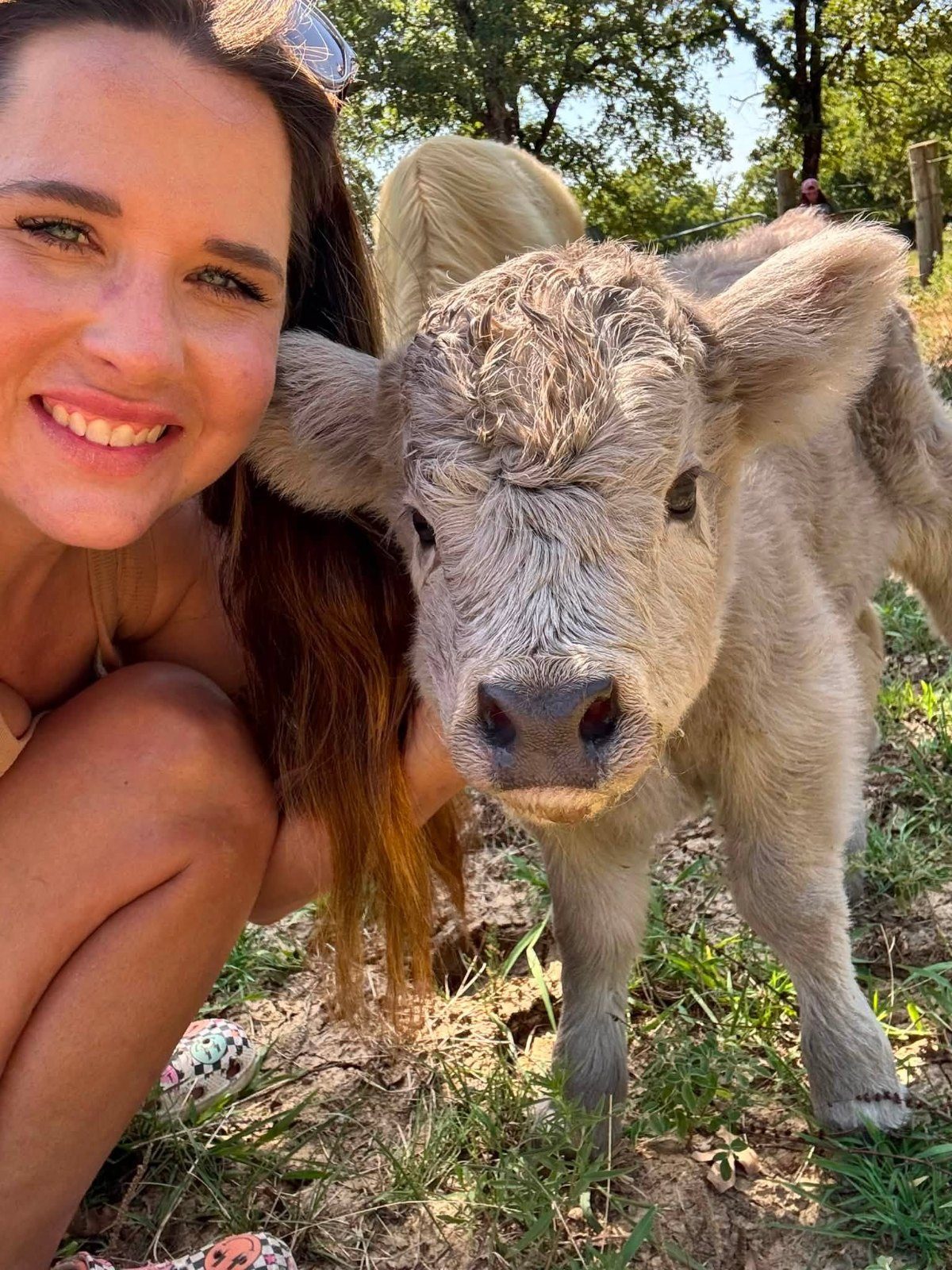 Cuddling a Highland calf
