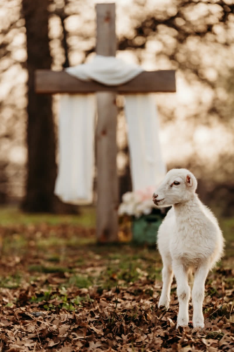 A lamb on the ranch